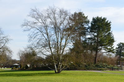 Trees on landscape against sky