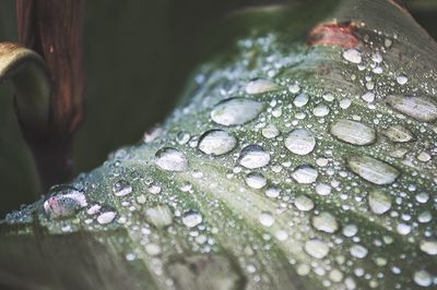 Close-up of flower in water