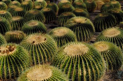 Full frame shot of cactus