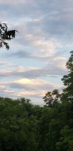 Low angle view of trees against sky