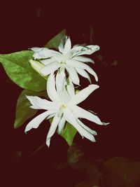 Close-up of white flowering plant against black background