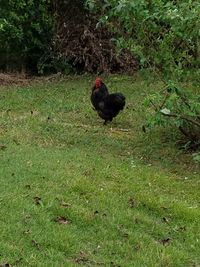 View of bird on grassy field