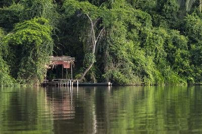 Scenic view of lake in forest