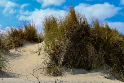 Scenic view of beach against sky