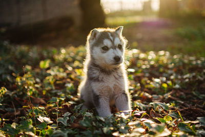 Portrait of dog on field