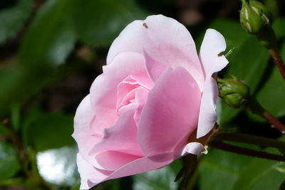 Close-up of pink rose blooming outdoors