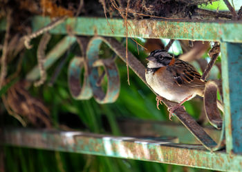 Close-up of bird perching on wood