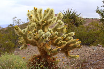 Close-up of plants growing on field