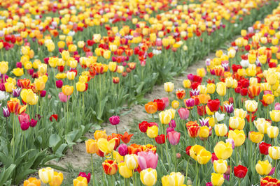 Multi colored tulips in field