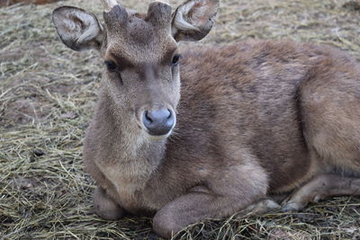 Portrait of deer relaxing on field