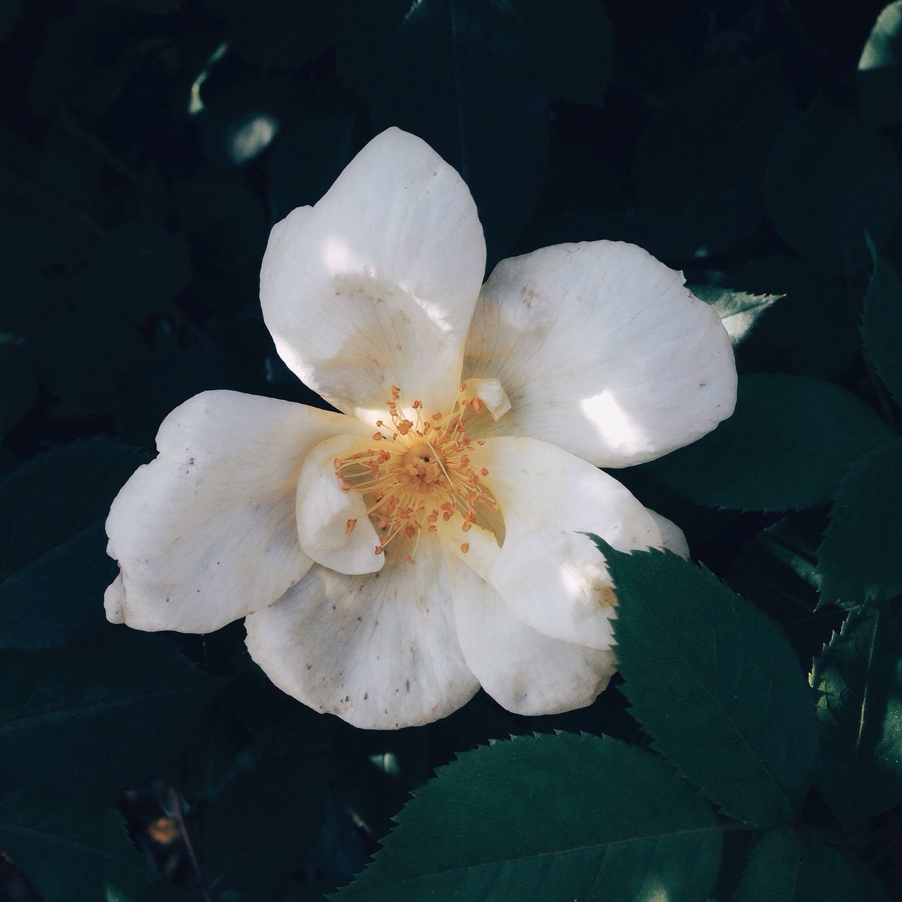 flower, petal, white color, flower head, fragility, freshness, growth, beauty in nature, close-up, nature, blooming, single flower, stamen, in bloom, white, pollen, plant, focus on foreground, blossom, leaf