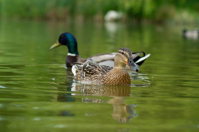 Close up water level view of male and female mallard drake and hen ducks on water