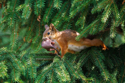 Squirrel on pine tree