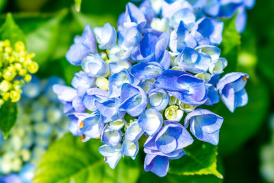 Close-up of blue hydrangea flowers