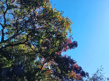 Low angle view of flowering plant against clear blue sky