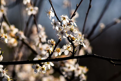 Low angle view of cherry blossoms in spring