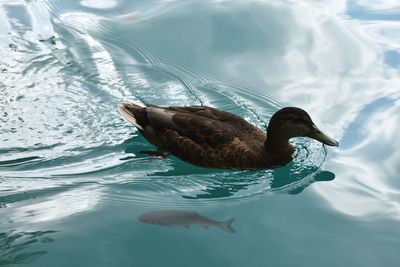 High angle view of duck swimming in lake