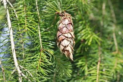 Close-up of insect on plant