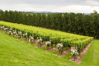 Scenic view of agricultural field against sky