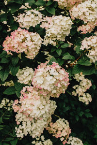 Close-up of pink flowering plants