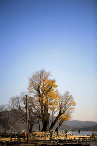 Bare trees against clear blue sky