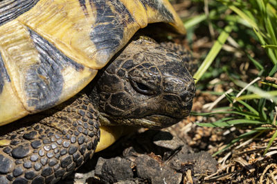 Close-up of turtle on field