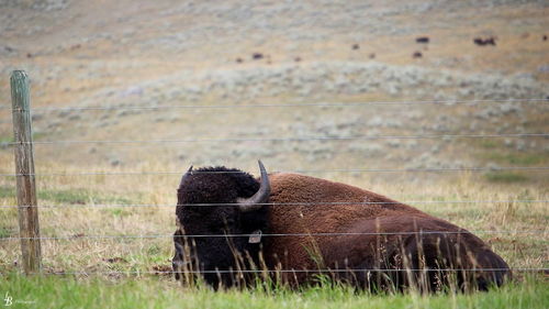 Close-up of horse grazing on field