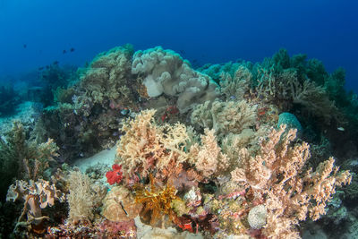 View of fish swimming underwater