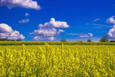 Scenic view of oilseed rape field against sky