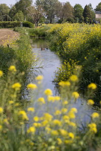 Scenic view of river amidst trees and yellow flowers