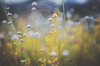 Close-up of yellow flowering plants on field