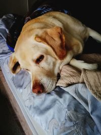 Close-up of dog sleeping on bed at home