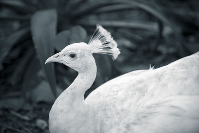 Close-up of bird