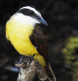 Close-up of bird perching outdoors