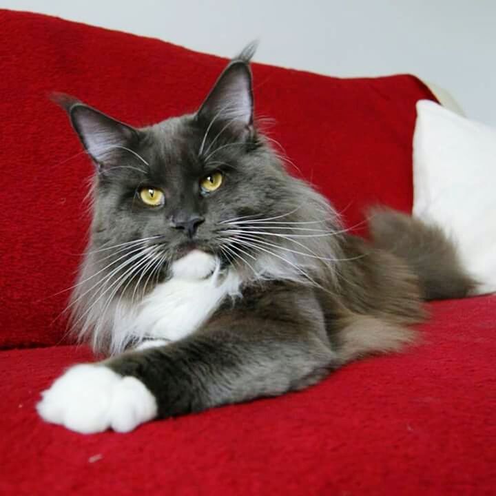 CLOSE-UP PORTRAIT OF CAT RESTING ON SOFA