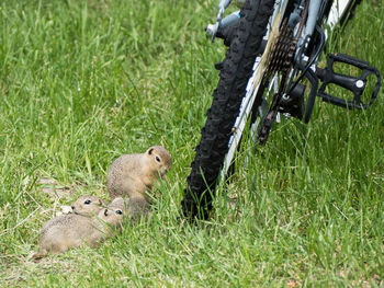 Three gophers sitting next to bike