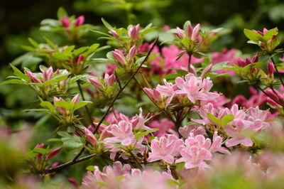 Close-up of pink flowering plant