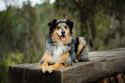 Close-up portrait of hunting dog sitting on wooden log