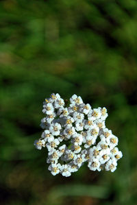 Close-up of flowers