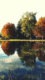 Reflection of trees in water