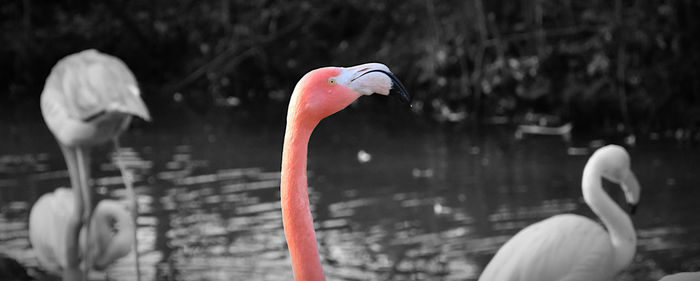 Close-up of swan in lake