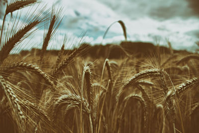 Close-up of wheat growing on field
