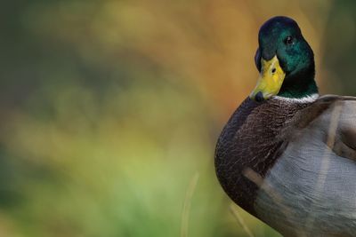 Close-up of bird perching outdoors