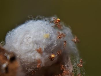 Close-up of insect