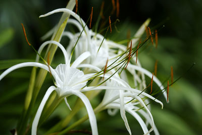 Close-up of white flowering plant