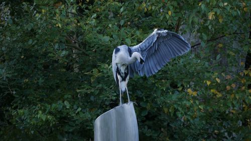 View of a bird flying