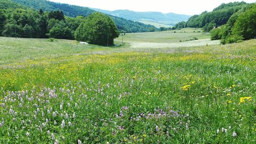 Scenic view of grassy field and mountains