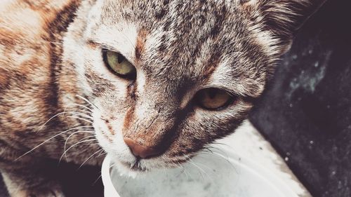 Close-up portrait of cat