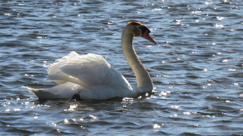 Close-up of swan swimming in lake