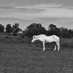 Horse standing on grassy field against sky